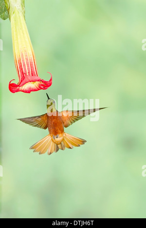 Chestnut-breasted coronet (Boissonneaua matthewsii) hummingbird, maschio adulto alimentazione a fiore, Ecuador, Sud America Foto Stock