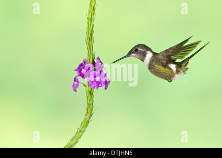 Purple-throated woodstar (Calliphlox mitchellii) hummingbird, maschio adulto in bilico vicino a fiore, Ecuador, Sud America Foto Stock