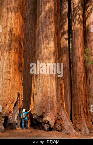 Donna che guarda verso l'alto all'altezza del Redwood alberi di Sequoia National Park California Stati Uniti d'America Foto Stock