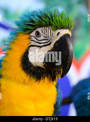 Bella blu-giallo Macaw (Ara ararauna), noto anche come il Blu e Oro Macaw come pet Foto Stock