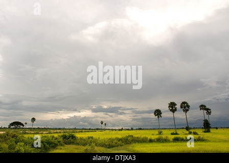 I campi di riso vicino al monumento di 'Killing Fields di Choeung Ek.' Phnom Penh. Agricoltura, contabilità per il 90 per cento del PIL Foto Stock