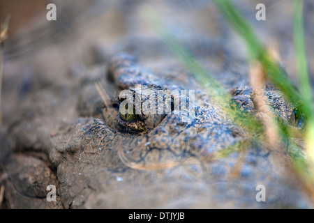 Coccodrillo Foto Stock