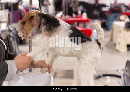 Filo pelose Fox Terrier avente un bagno sulla toelettatura tabella in Ontario allevatore's Dog Show di Lindsay, Ontario Foto Stock