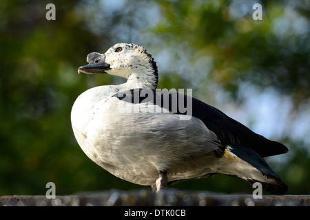 Bel maschio di anatra a pettine (Sarkidiornis melanotos) di appoggio al suolo Foto Stock