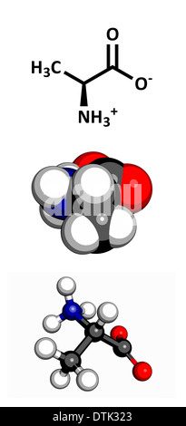 Alanina (Ala, un) ammino acido, modello molecolare. Gli ammino acidi sono i blocchi di costruzione di tutte le proteine. Foto Stock