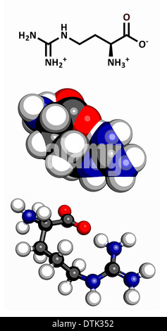 Arginina Arg (R) aminoacido molecola. Gli ammino acidi sono i blocchi di costruzione di tutte le proteine. Foto Stock