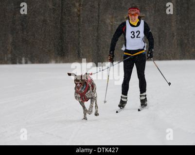 Racing femminile in una tempesta di neve imbrigliato una affannosa cane in un evento di skijoring marmora canada snofest Foto Stock