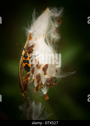 Scarabeo Milkweed sul burst milkweed pod con semi Foto Stock