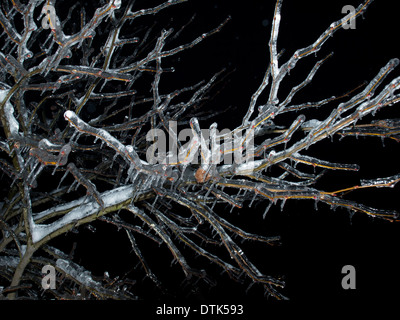 Congelati i rami degli alberi dopo la pioggia gelata ... Foto Stock