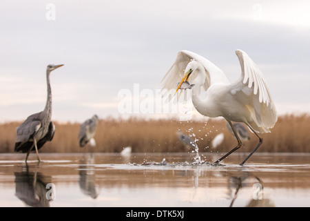 Airone bianco maggiore (Ardea alba) pescare un pesce Foto Stock