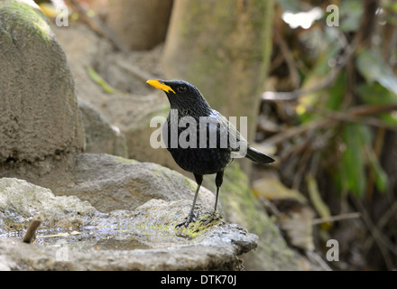 Bella blu sibilo tordo (Myiophoneus caeruleus) nella foresta thailandese Foto Stock