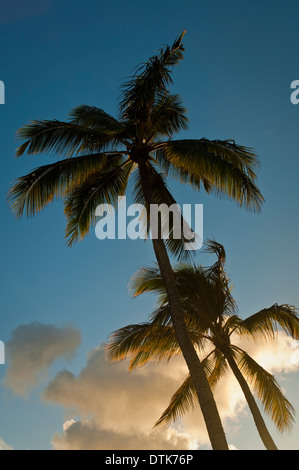 Le Palme a Haleiwa Beach Park, Waialua Bay, North Shore Oahu, Hawaii Foto Stock