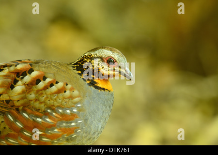 Bella rufous-throated pernice (Arborophila rufogularis) nella foresta thailandese Foto Stock