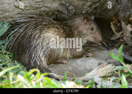 Bel maschio spazzola asiatico-tailed Porcupine (Atherurus macrourus) come dormire in grotta Foto Stock