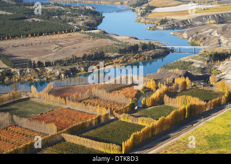 Frutteti e vigneti e del Lago Dunstan, Bannockburn, vicino a Cromwell di Central Otago, South Island, in Nuova Zelanda - aerial Foto Stock