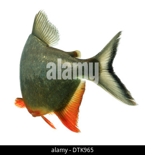 Nero Tambaqui alettato racconto di pesce Acquario Studio Shot Foto Stock