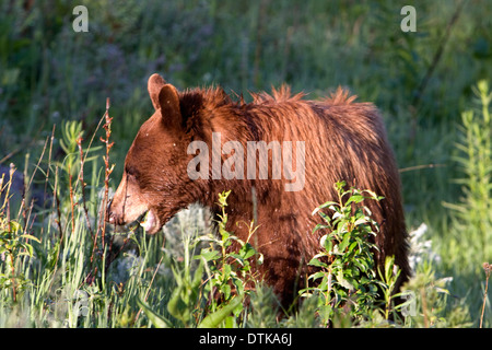 Un giovane black bear in un prato nelle vicinanze di Mammoth Hot Springs nel Parco Nazionale di Yellowstone, Wyoming. Foto Stock