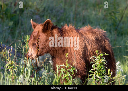 Un giovane black bear in un prato nelle vicinanze di Mammoth Hot Springs nel Parco Nazionale di Yellowstone, Wyoming. Foto Stock