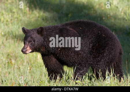 Un orso nero si aggira attraverso un prato nelle vicinanze di Mammoth Hot Springs nel Parco Nazionale di Yellowstone, Wyoming. Foto Stock