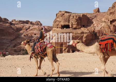 Uomo beduino a dorso di un cammello e conduce un altro cammello in Petra Giordania un Sito Patrimonio Mondiale dell'UNESCO Foto Stock