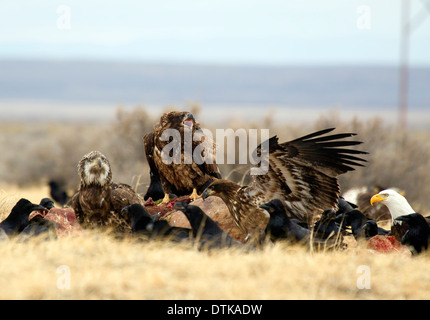 Aquile calve di carogne Foto Stock