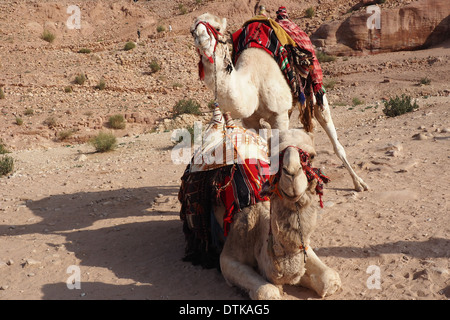 Due cammelli in Giordania Petra disponibile per cavalca un Sito Patrimonio Mondiale dell'UNESCO Foto Stock