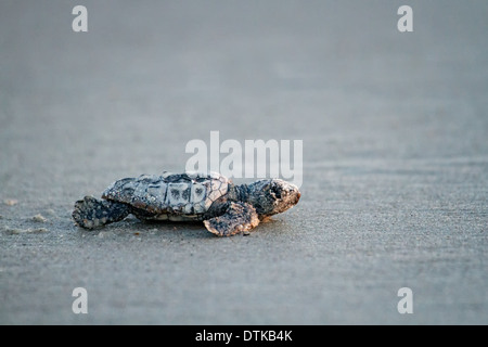 Baby tartaruga Caretta caretta nel suo cammino verso l'oceano. Prese su Amelia Island in Florida. Foto Stock