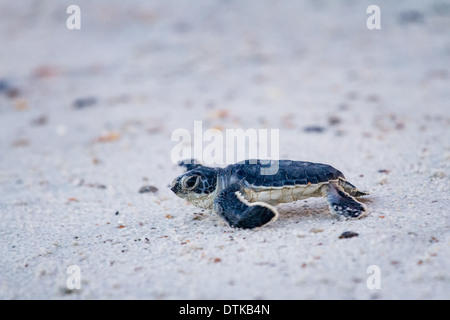 Baby Tartaruga Verde (Chelonia Mydas) nel suo cammino verso l'oceano. Prese su Amelia Island in Florida. Foto Stock