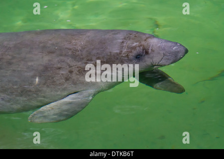 Lamantino (Manatus Latirostrus) nuoto sott'acqua. Foto Stock