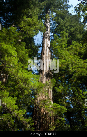 Costiera di alberi di sequoia in stato di Armstrong Park California settentrionale Foto Stock