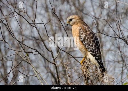 Red-Hawk con spallamento (Buteo lineatus) seduto in un ramo di albero. Foto Stock