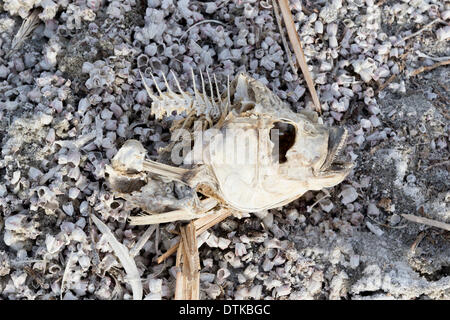 Salton City, CA, Stati Uniti d'America . 18 Febbraio, 2014. I resti di un morto tilapia sulla riva del Salton Sea, California più grande del corpo terrestre di acqua che è di essiccazione fino a un ritmo allarmante. Credito: Scott Londra/Alamy Live News Foto Stock