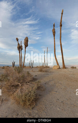 Salton City, CA, Stati Uniti d'America . 18 Febbraio, 2014. Morti e morenti palme sono tutto ciò che resta del Salton Bay Yacht Club, un popolare resort e di richiamo per le stelle del cinema negli anni Cinquanta e nei primi anni sessanta in Salton City, California. Credito: Scott Londra/Alamy Live News Foto Stock