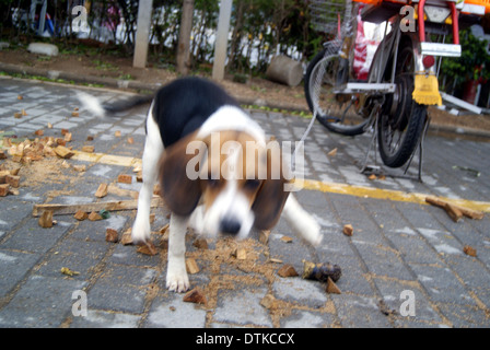 Un bloccato perdono la libertà cane Foto Stock