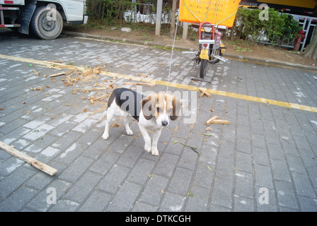 Un bloccato perdono la libertà cane Foto Stock