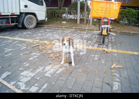 Un bloccato perdono la libertà cane Foto Stock