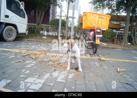 Un bloccato perdono la libertà cane Foto Stock