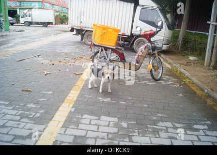 Un bloccato perdono la libertà cane Foto Stock