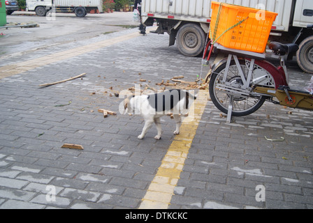 Un bloccato perdono la libertà cane Foto Stock