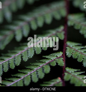 Extreme close up di Verde foglie di felce Foto Stock