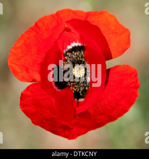 Extreme close up di papavero rosso fiore Foto Stock
