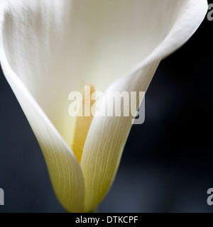 Chiusura del giglio bianco fiore Foto Stock