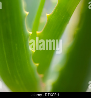 Close up di aloe vera pianta Foto Stock