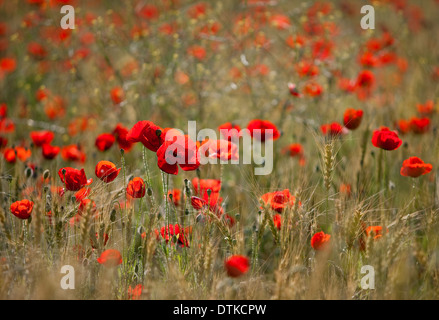 Campo di papavero rosso fiori Foto Stock