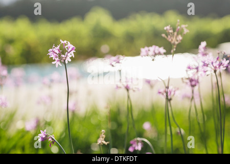 Close up di fiori viola in crescita in campo Foto Stock