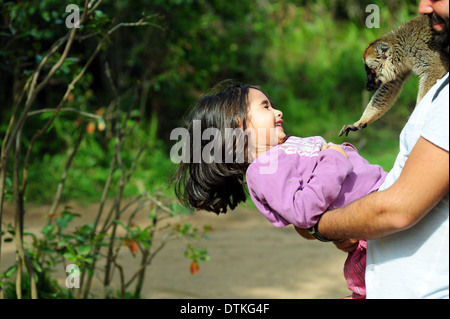 Madagascar, Andasibe, Ile aux lemuriens, comune lemure marrone (Eulemur fulvus) a spaventare la bambina Foto Stock