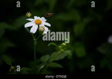 Bidens pilosa Foto Stock