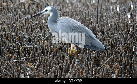 Di fronte bianco Heron nelle mangrovie, Bribie Isola, Queensland, Australia Foto Stock