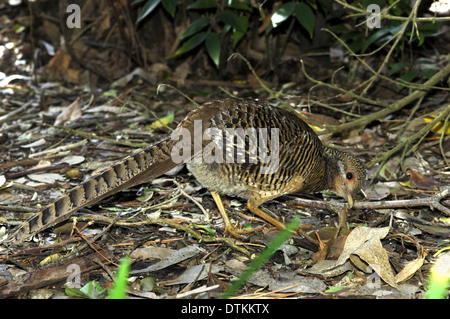 Golden Pheasant Chrysolophus pictus Foto Stock