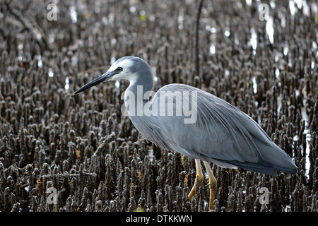 Di fronte bianco Heron nelle mangrovie, Bribie Isola, Queensland, Australia Foto Stock